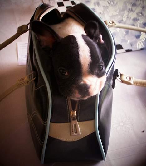 Fransk bulldog Freja - Jeg kan lige være i mors taske! billede 18