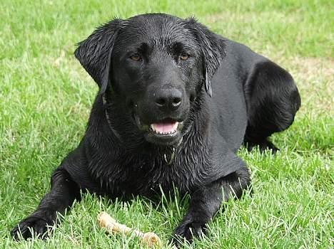 Labrador retriever Molly ***Solgt*** - Det skal gøre godt med et ben efter svømmeturen billede 1