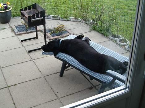 Labrador retriever Molly ***Solgt*** - Det er bare livet billede 2