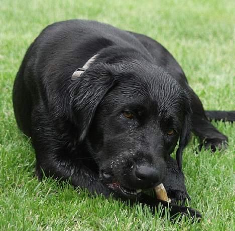 Labrador retriever Molly ***Solgt*** - Sikker et dejligt hundeliv billede 3