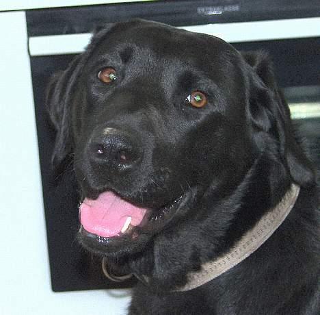 Labrador retriever Molly ***Solgt*** billede 4