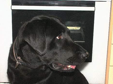 Labrador retriever Molly ***Solgt*** billede 5