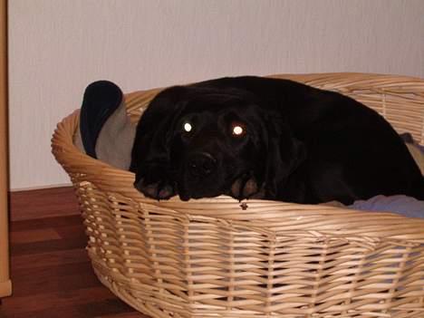 Labrador retriever Molly ***Solgt*** billede 6