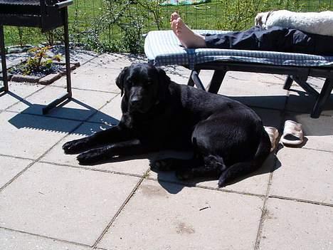 Labrador retriever Molly ***Solgt*** - Det er skønt at ligge i solen billede 7