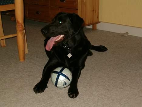 Blanding af racer Buster ***R.I.P.*** - Min nye bold(den holdte ca 1½ time) billede 1