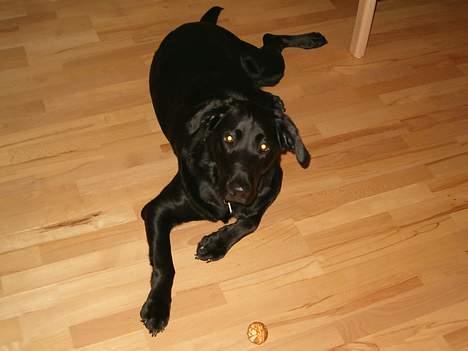 Blanding af racer Buster ***R.I.P.*** - Der er intet bedre end en frossen æbelskive billede 2