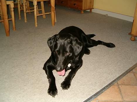 Blanding af racer Buster ***R.I.P.*** billede 3