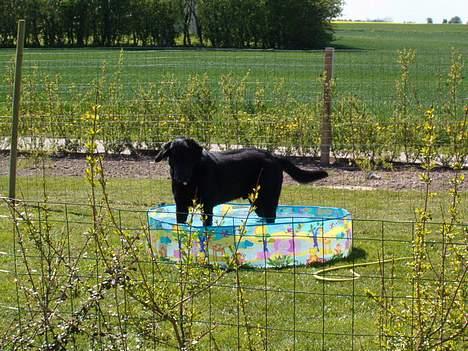 Blanding af racer Buster ***R.I.P.*** - Vand er sjovt billede 4