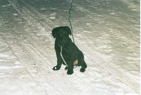 Blanding af racer Buster ***R.I.P.*** billede 5