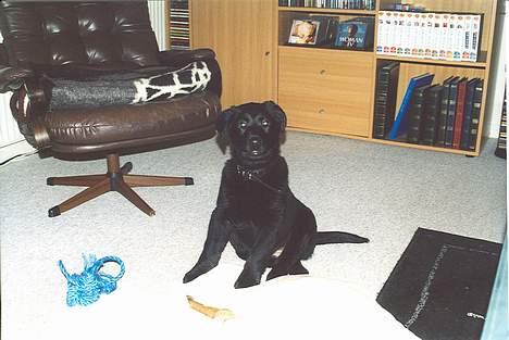 Blanding af racer Buster ***R.I.P.*** - Her er rebet og benet, er der mere du skal bruge, far billede 6