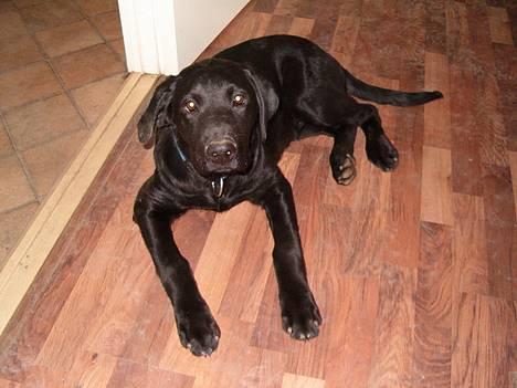 Blanding af racer Rex, ***Solgt*** billede 1