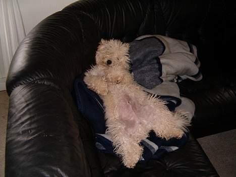 Bichon à poil frisé Nicky, Bor hos svigermor billede 3