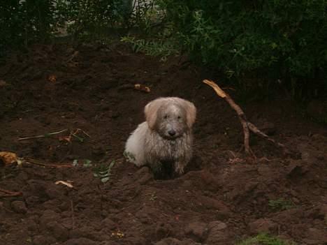 Bichon à poil frisé Nicky, Bor hos svigermor - Så er det træ oppe billede 4