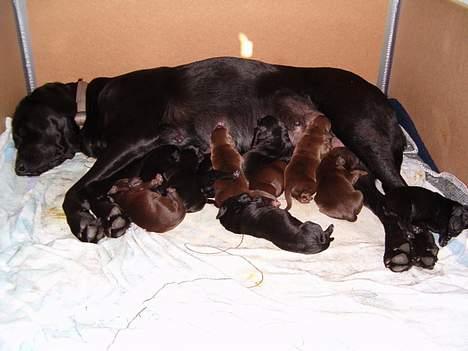 Labrador retriever Molly ***Solgt*** - Spisetid!!! billede 8