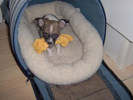 Chihuahua LouLou - Aaahh, kattens transporttaske er BARE sagen !! :-D billede 9