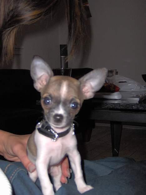 Chihuahua LouLou - Så rejste ørene sig ! Bare 2½ måned er LouLou her. billede 10