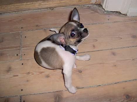 Chihuahua LouLou - Jaaa, man er jo ikke en rigtig prinsesse uden at kunne "posere" foran mors blitz, vel?? ;-) billede 11