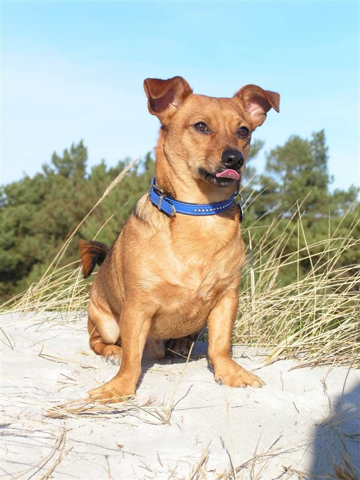 Prazsky krysarik / Chihuahua  SHIVAS - NYT. Shivas på stranden, med hans tunge :P billede 1