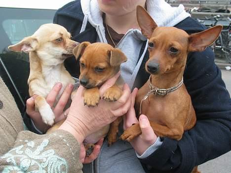 Prazsky krysarik / Chihuahua  SHIVAS - Far chihuahua til venstre, mor tjekkisk rottehund til højre. Og lille Shivas i midten. 19/3-06 billede 2