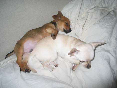 Prazsky krysarik / Chihuahua  SHIVAS - Lur med Shanti. 22/3-06 billede 4