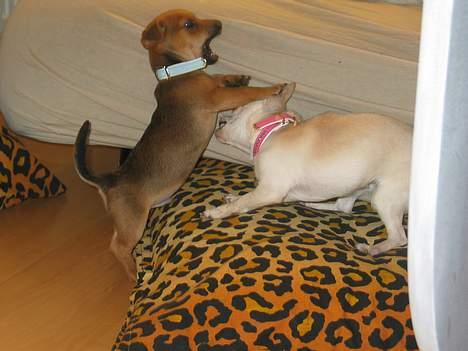 Prazsky krysarik / Chihuahua  SHIVAS - Tumletur med Shanti. 22/3-06 billede 5