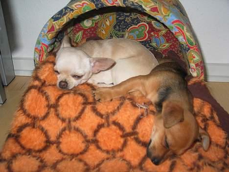 Prazsky krysarik / Chihuahua  SHIVAS - og to trætte hunde, i Shantis hus. 23/3-06 billede 7