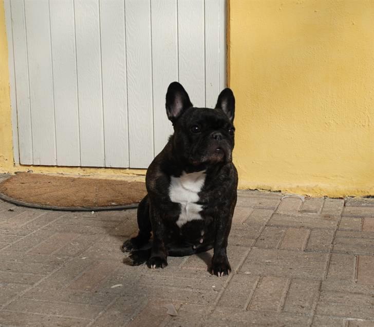 Fransk bulldog gizmo ( Død den 29/07-10) - Gizmo smukke tøsen:-) billede 1