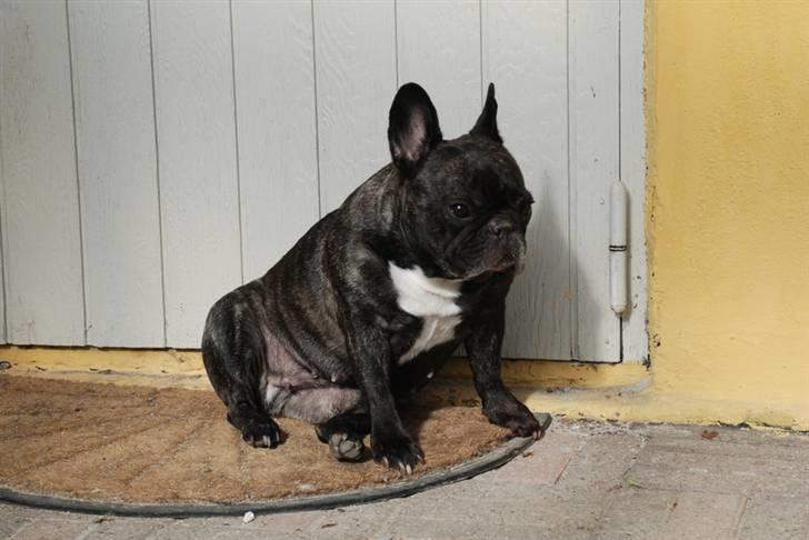 Fransk bulldog gizmo ( Død den 29/07-10) - Hva siger du. Må man ikke sidder på bordet! billede 2