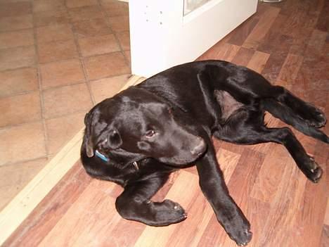 Blanding af racer Rex, ***Solgt*** billede 2