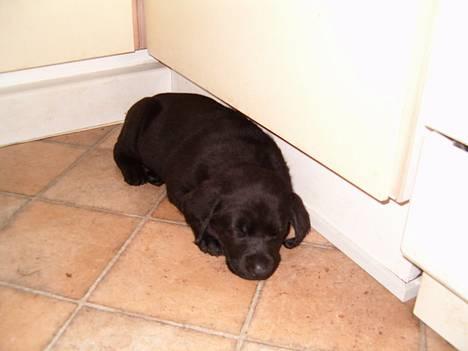 Blanding af racer Rex, ***Solgt*** billede 3