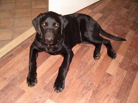 Blanding af racer Rex, ***Solgt*** billede 4