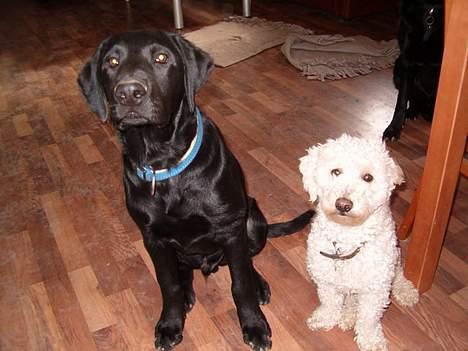 Blanding af racer Rex, ***Solgt*** - Rex og Nicky kigger på godbid billede 6