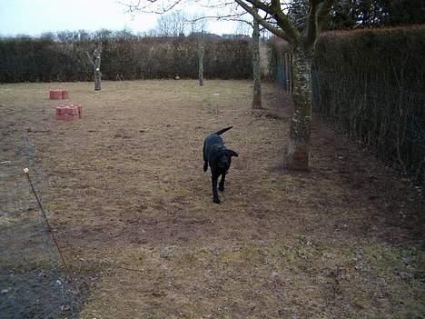 Blanding af racer Rex, ***Solgt*** billede 7