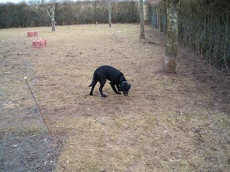 Blanding af racer Rex, ***Solgt*** billede 8