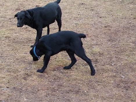 Blanding af racer Rex, ***Solgt*** - Rex med sin far, Rex forest billede 9