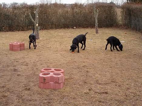 Blanding af racer Rex, ***Solgt*** - Rex med forældre, Rex til højre billede 10