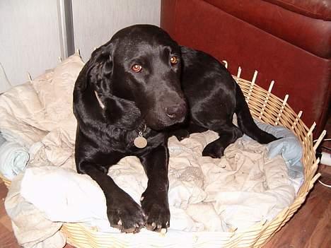 Labrador retriever Molly ***Solgt*** - Er jeg ikke dejlig billede 9