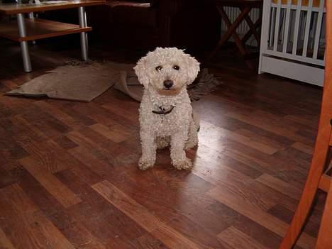 Bichon à poil frisé Nicky, Bor hos svigermor billede 9