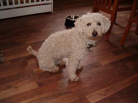 Bichon à poil frisé Nicky, Bor hos svigermor billede 10