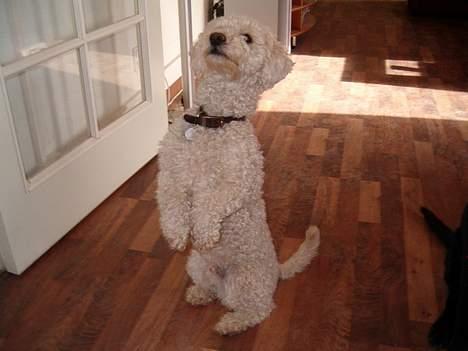 Bichon à poil frisé Nicky, Bor hos svigermor - Gi´ en godbid billede 11