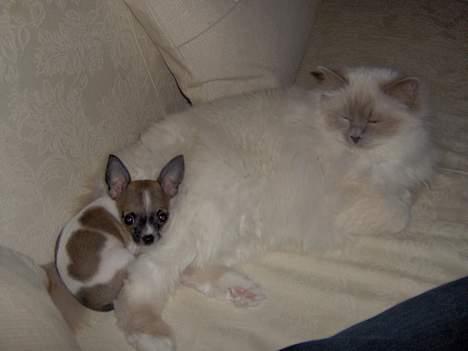 Chihuahua LouLou - Æææj, ligger lige her og hygger med Chloe - ikke blitz NU! billede 12