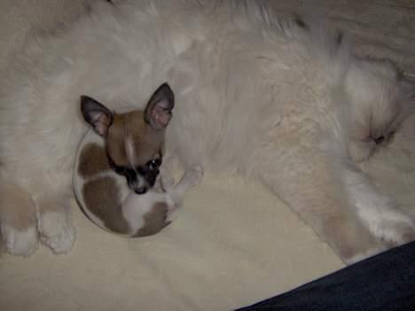 Chihuahua LouLou - LouLou Lamsevovse & Chloe the Cool Cat *Snoork* billede 13