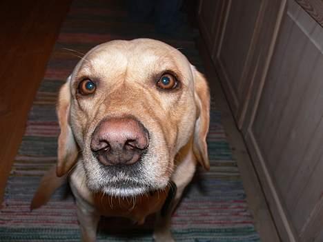 Labrador retriever Luffe - Hejj... billede 19