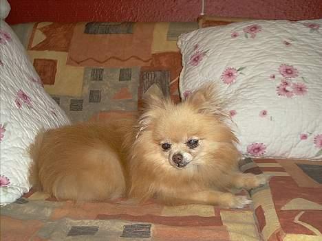 Pomeranian Debbi *Død d. 26/8 2004* billede 1