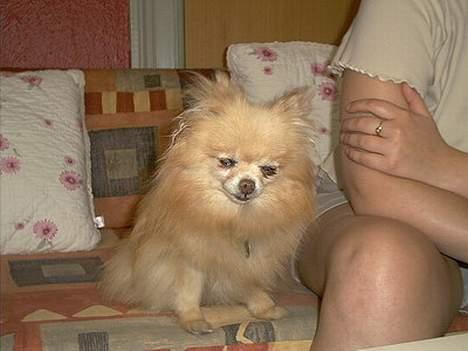 Pomeranian Debbi *Død d. 26/8 2004* billede 2
