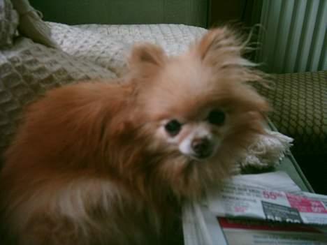 Pomeranian Debbi *Død d. 26/8 2004* billede 3