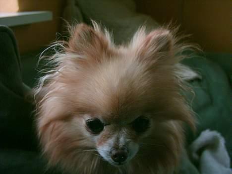 Pomeranian Debbi *Død d. 26/8 2004* billede 4