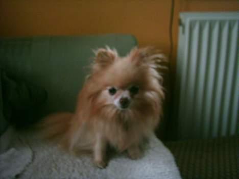 Pomeranian Debbi *Død d. 26/8 2004* billede 5