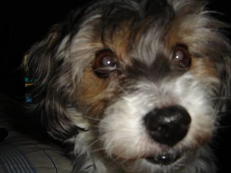 Tibetansk terrier Mille *død* - Søde Mille... :) billede 1