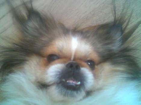 Pekingeser Danger - Savner dig!! 2004 - 2010 - Ligger på gulvet og hygger billede 8
